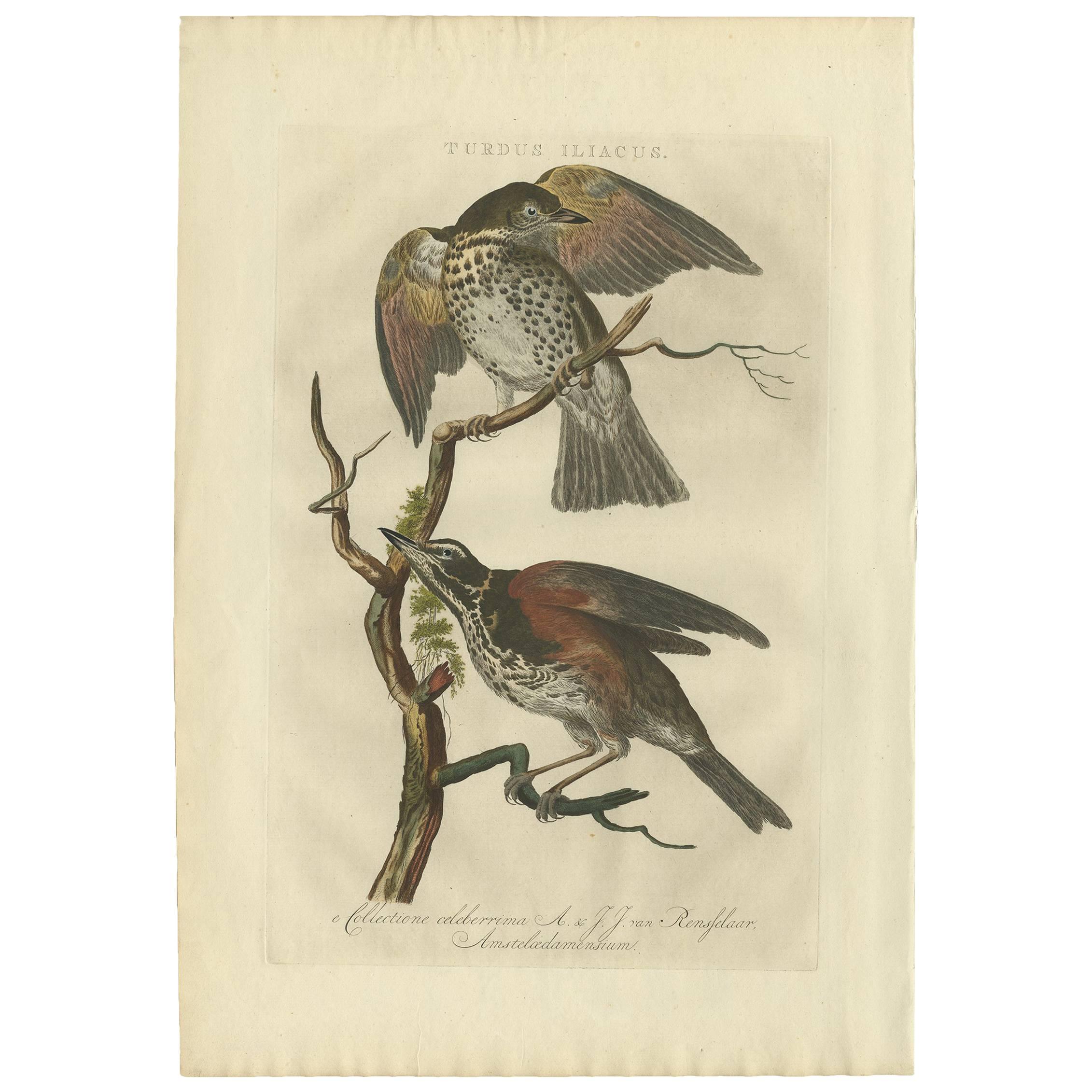 Antique Print of the Redwing Bird by Sepp & Nozeman, 1770 For Sale