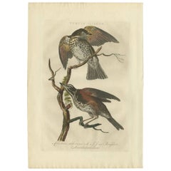 Antique Print of the Redwing Bird by Sepp & Nozeman, 1770