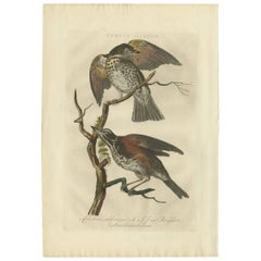 Stampa antica dell'uccello tordo di Sepp & Nozeman, 1770