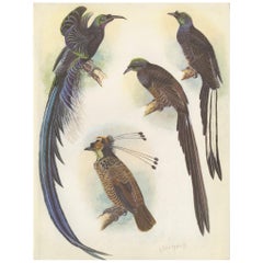 Antique Print of the Ribbon-Tail Bird of Paradise and Others, 1950