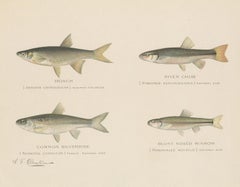 Antique Print of the Roach, River Chub and Others Made After Denton, circa 1902