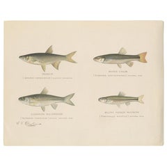 Antique Print of the Roach, River Chub and Others Made After Denton, circa 1902