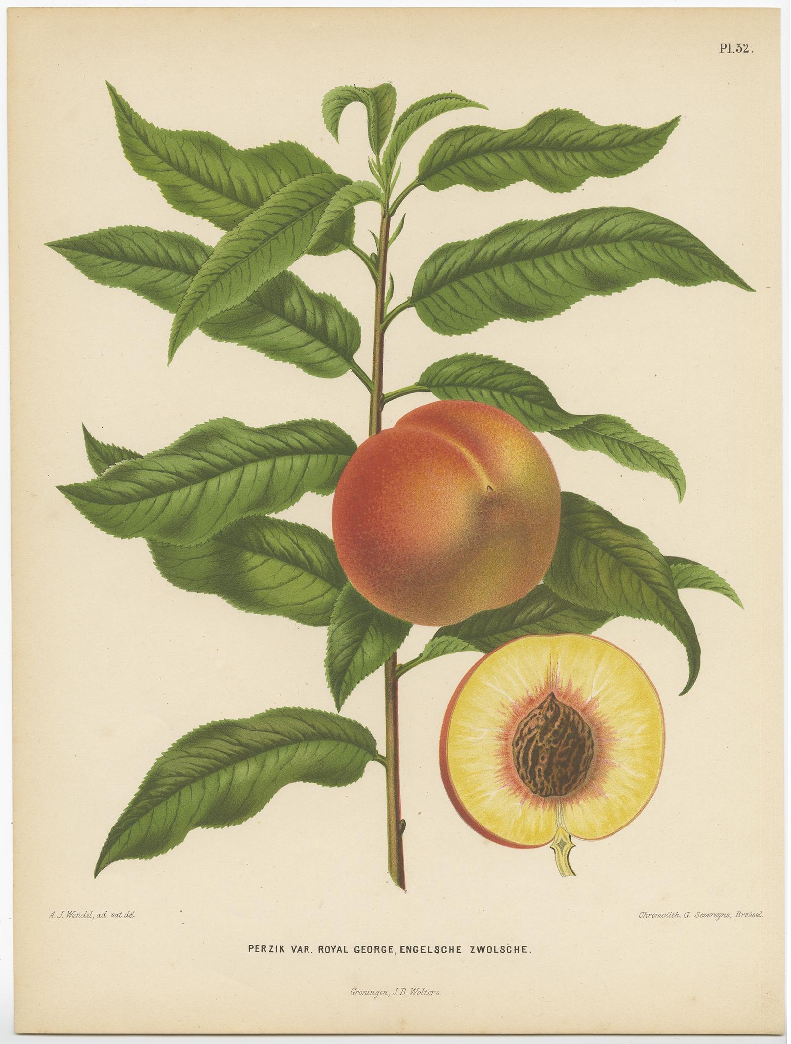19th Century Antique Print of the Royal George Peach Severeyns, 1876 For Sale