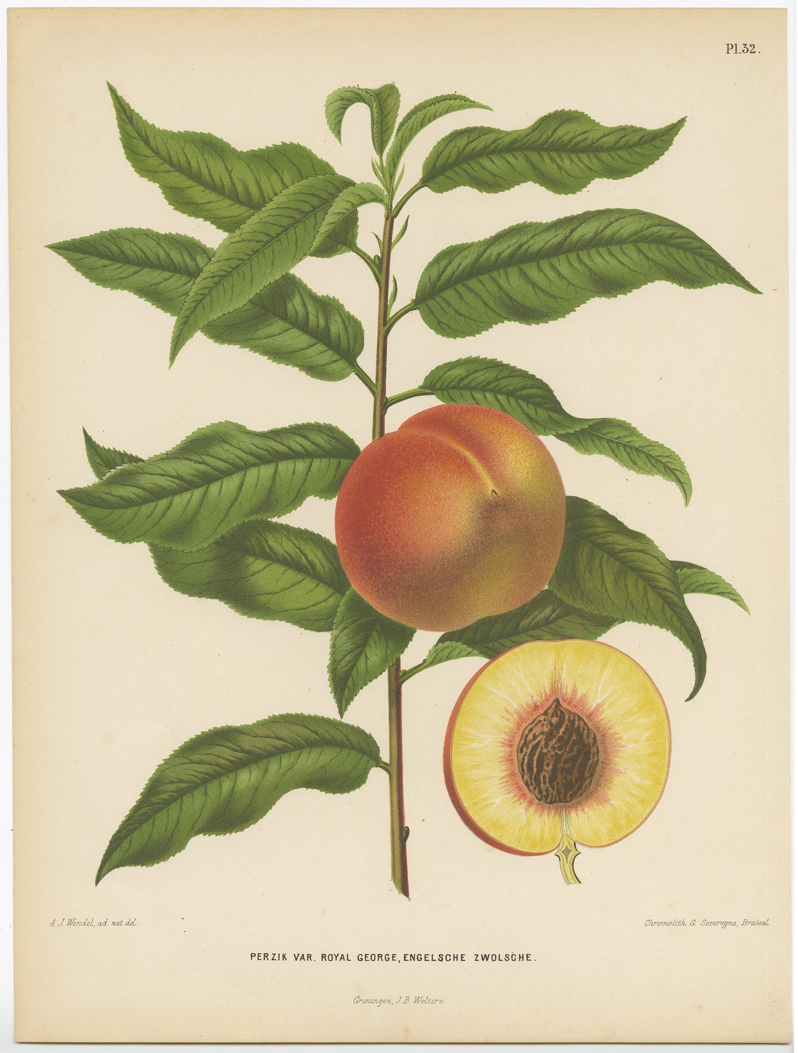 Antique Print of the Royal George Peach Severeyns, 1876 For Sale