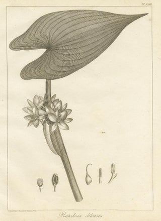 Antique Print of the Royal Pickerel Plant by Symes, 1800, view 2