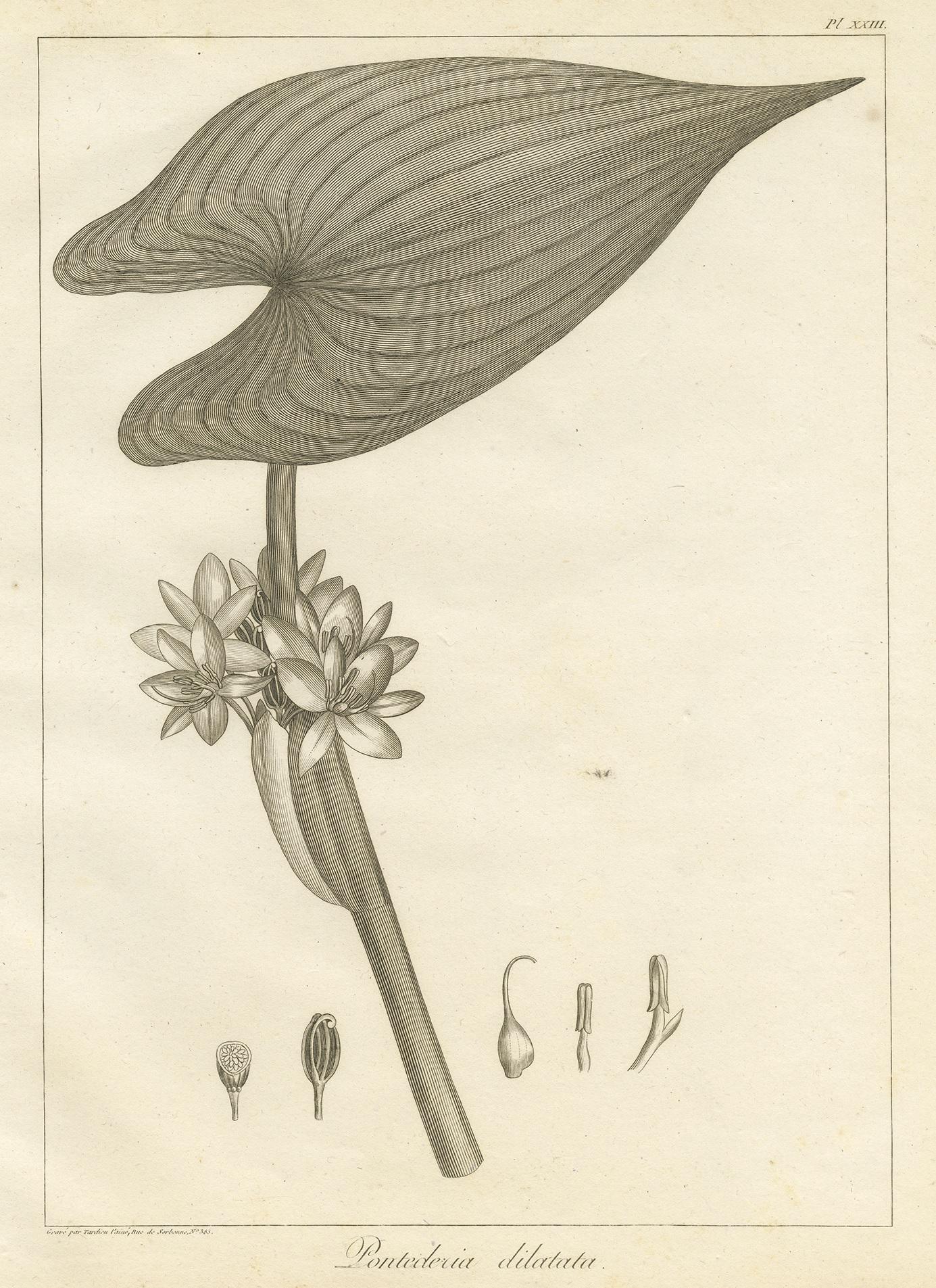 Antiker Druck der königlichen Pickerel-Pflanze von Symes, 1800 im Zustand „Gut“ im Angebot in Langweer, NL