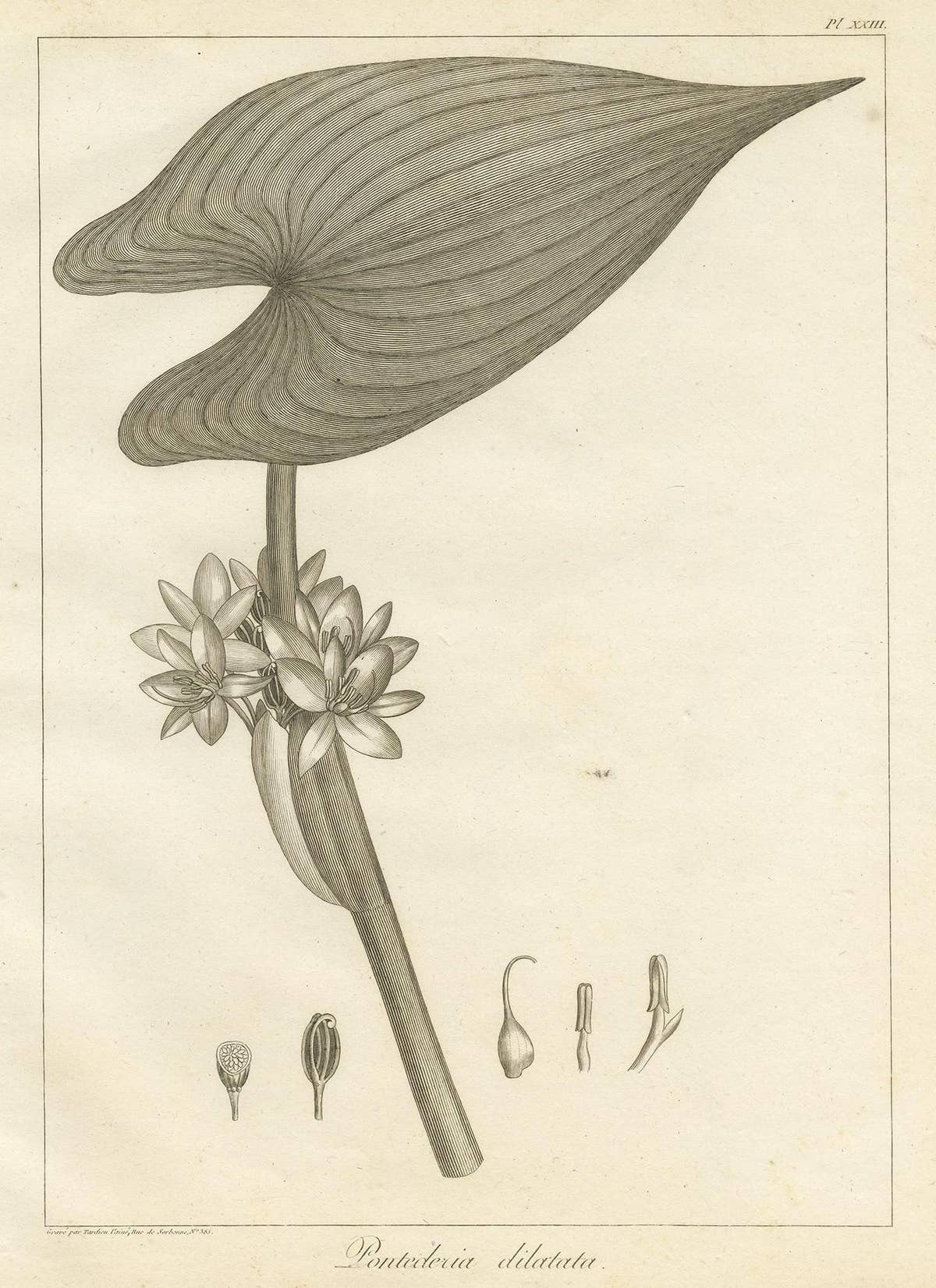 Antique Print of the Royal Pickerel Plant by Symes, 1800
