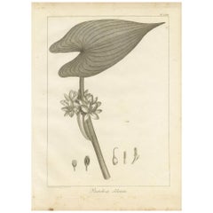 Antique Print of the Royal Pickerel Plant by Symes, 1800