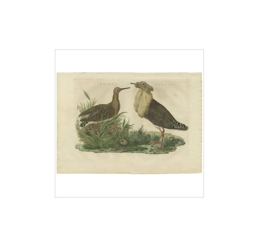 Antique print titled 'Tringa Pugnax'. The ruff (Calidris pugnax) is a medium-sized wading bird that breeds in marshes and wet meadows across northern Eurasia. This highly gregarious sandpiper is migratory and sometimes forms huge flocks in its