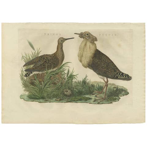 Ruff Bird Print with Nest – Tringa Pugnax by Nozeman and Sepp, 1770