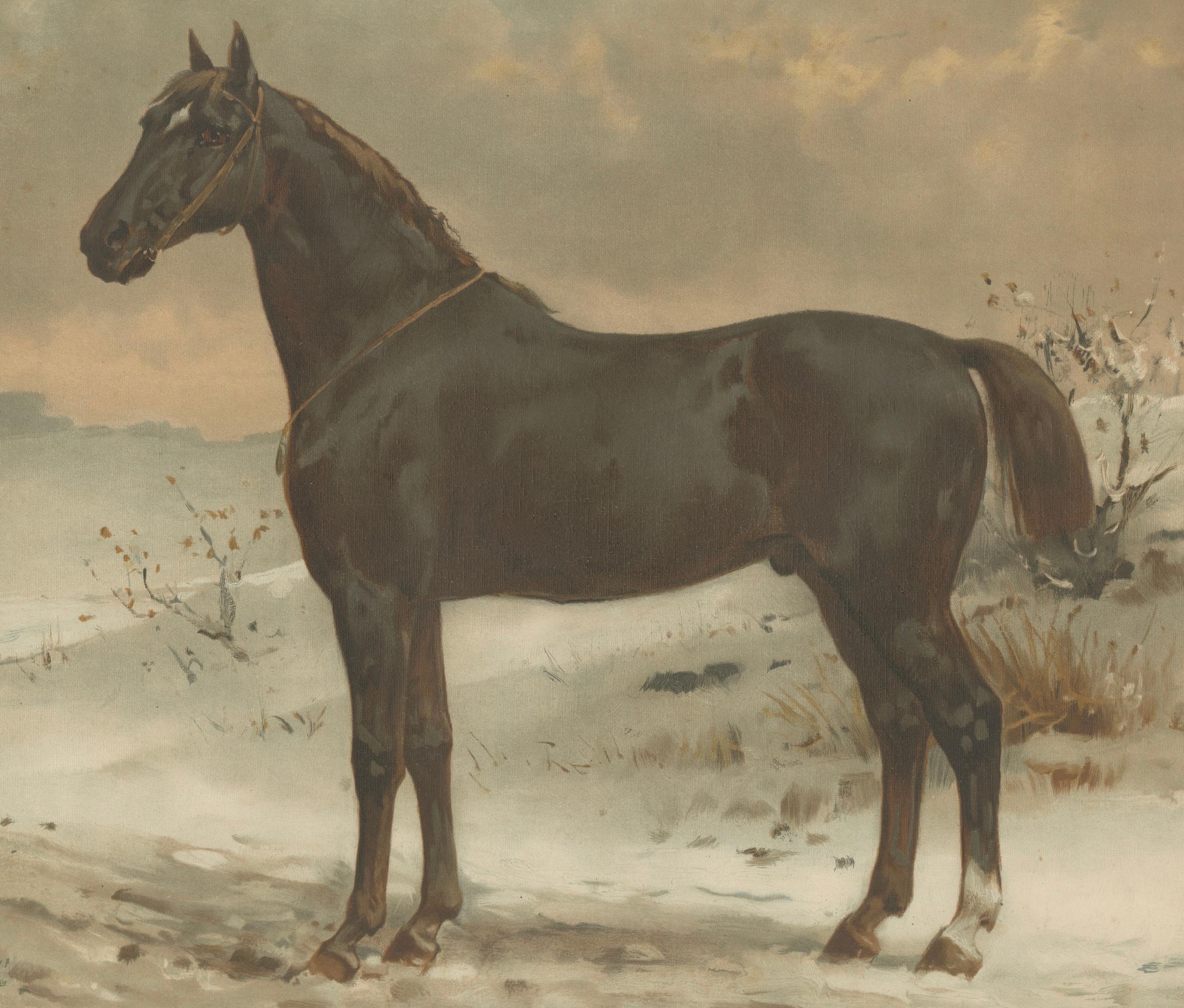 Antique Print of the Russian Half-Blood Horse by O. Eerelman, 1898