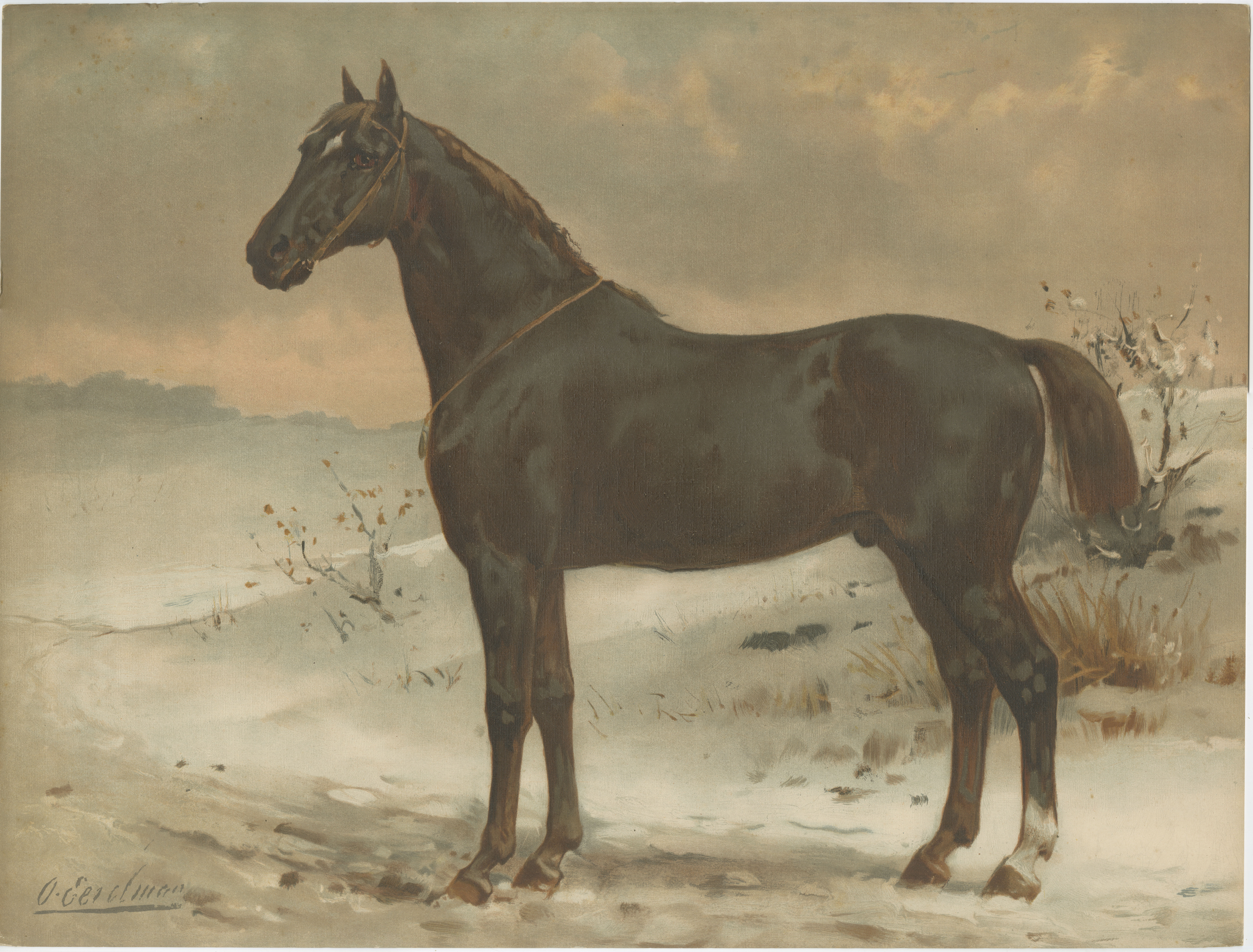 Antique Print of the Russian Half-Blood Horse by O. Eerelman, 1898