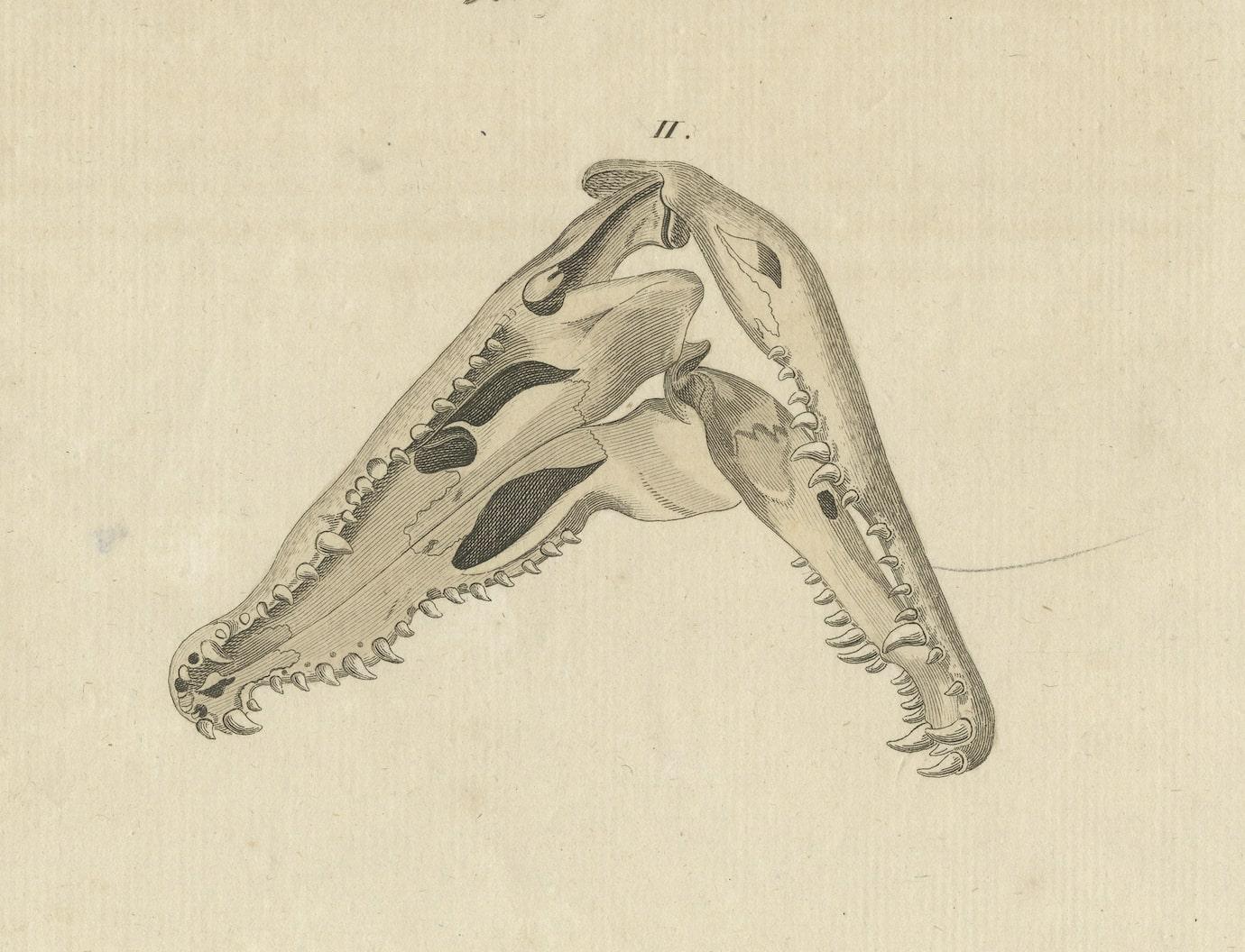Antique print of the Santo Domingo crocodile and a crocodile skull. This print originates from 'Bilderbuch fur Kinder' by F.J. Bertuch. Friedrich Johann Bertuch (1747-1822) was a German publisher and man of arts most famous for his 12-volume