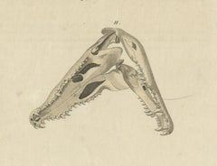 Antique Print of the Santo Domingo Crocodile and a Crocodile Skull