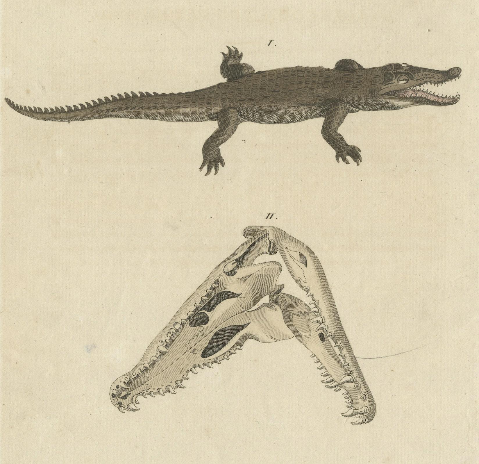 Antique Print of the Santo Domingo Crocodile and a Crocodile Skull In Good Condition For Sale In Langweer, NL