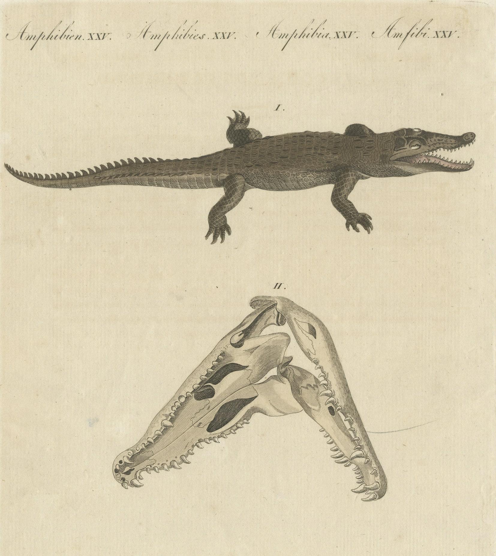 19th Century Antique Print of the Santo Domingo Crocodile and a Crocodile Skull For Sale