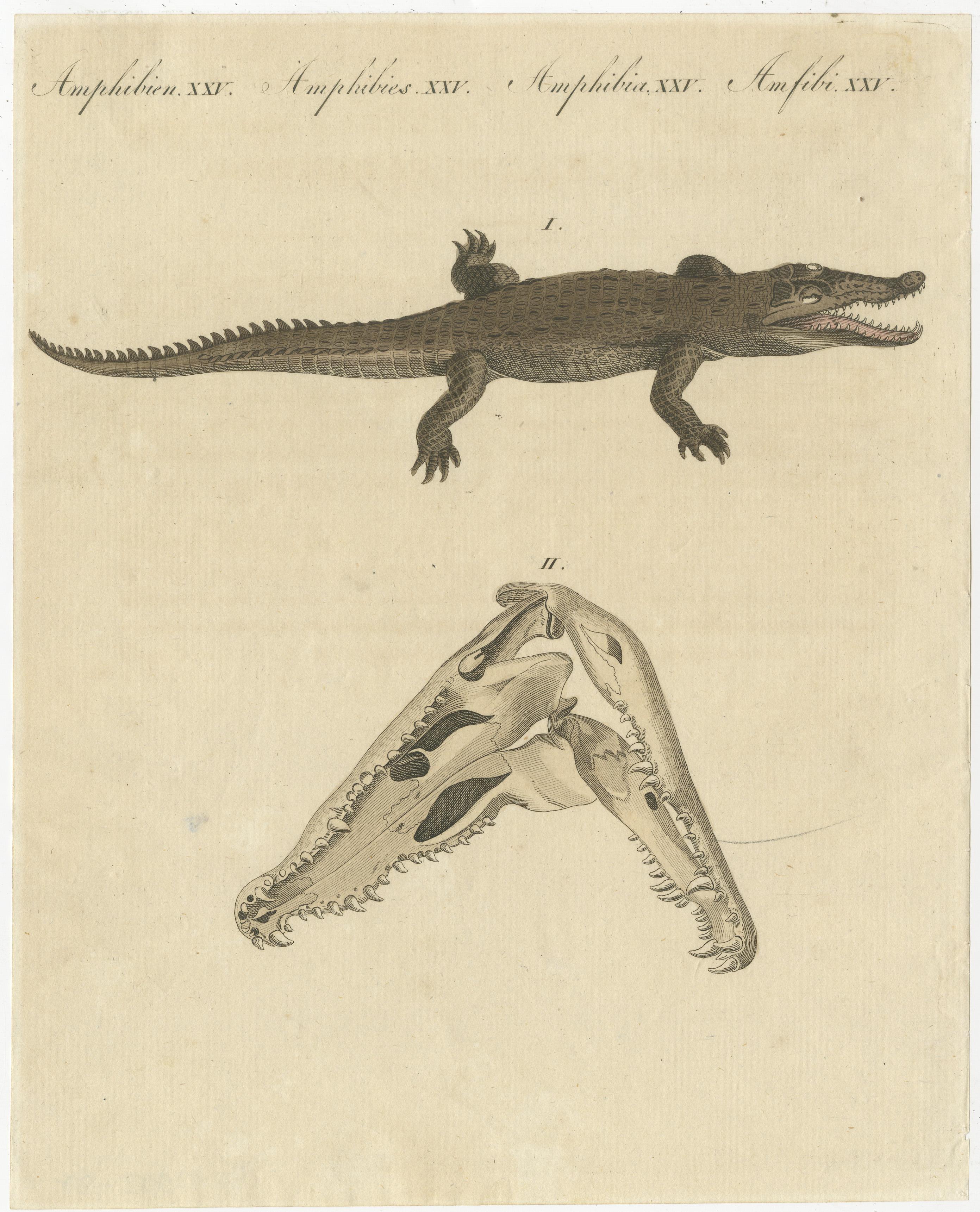 Paper Antique Print of the Santo Domingo Crocodile and a Crocodile Skull For Sale