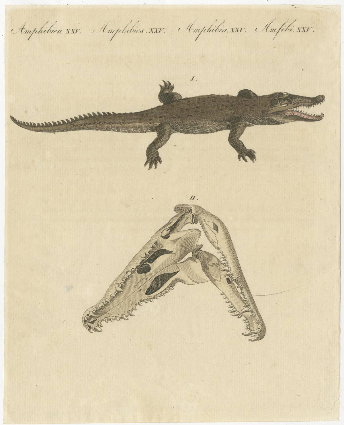 Antique Print of the Santo Domingo Crocodile and a Crocodile Skull