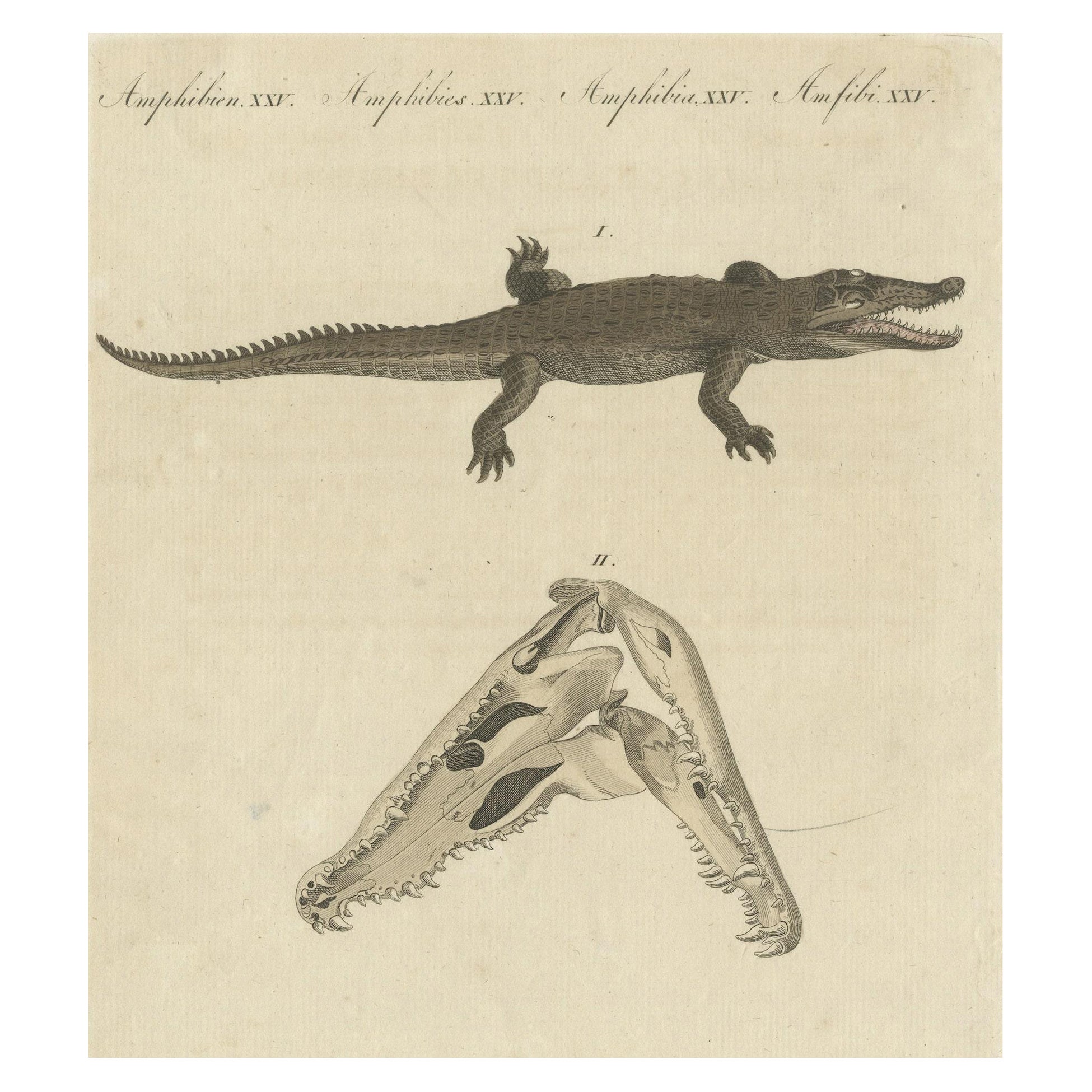 Antiker Druck des Santo Domingo-Krokodils und eines Krokodilschädels