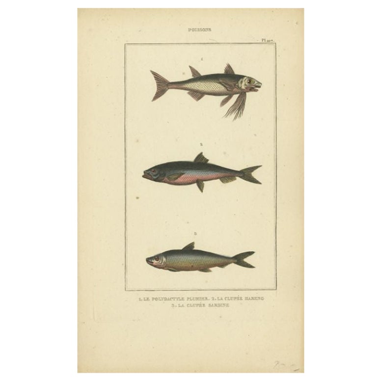 Antiker Druck der Sardine und anderer Fischarten, 1844