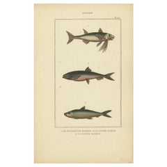 Antiker Druck der Sardine und anderer Fischarten, 1844