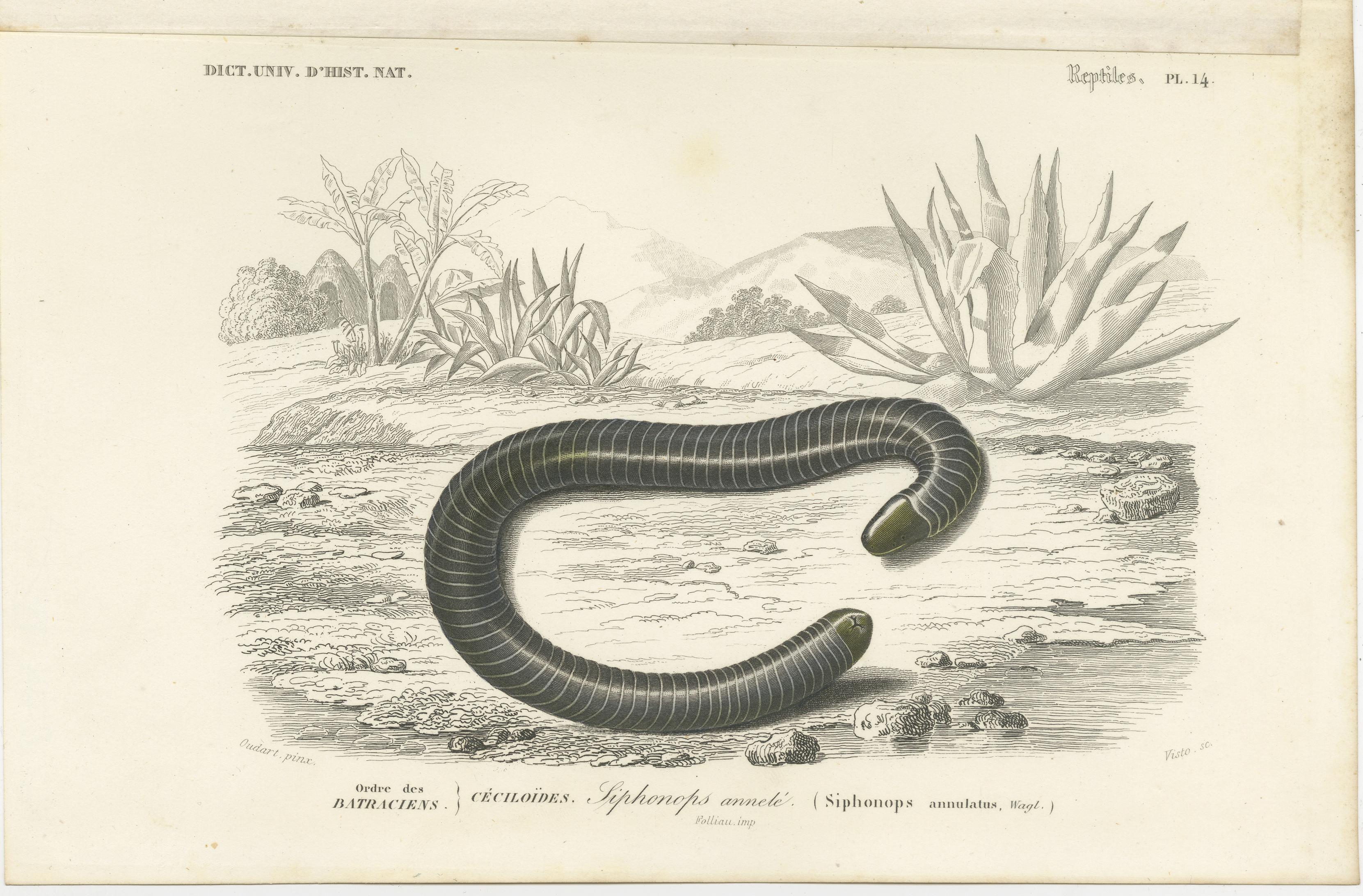 Antique print titled 'Siphonops annelé'. Original old print of a siphonops annulatus, the ringed caecilian, a species of caecilian in the family Siphonopidae from South America. This print originates from 'Dictionnaire universel d'Histoire
