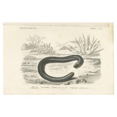 Impression ancienne des Siphonopés annulatus, le Caécilien annulaire