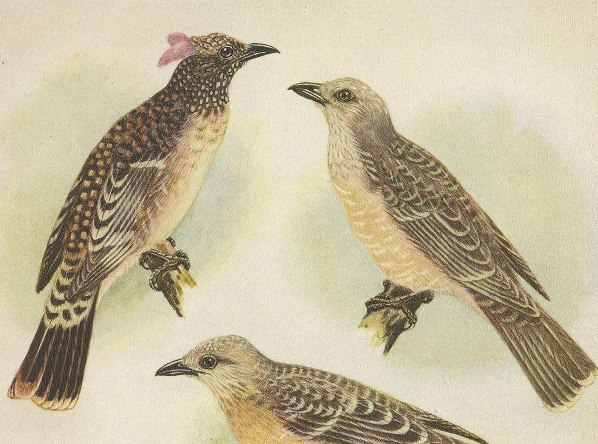 Antique Print of the Spotted Bower Bird and Fawn-Breasted Bower Bird, 1950