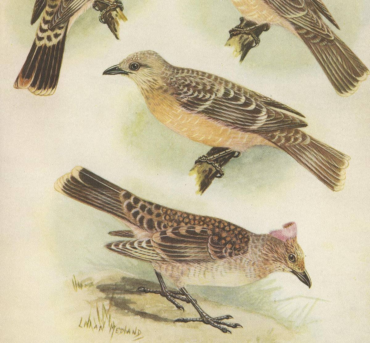 Antique Print of the Spotted Bower Bird and Fawn-Breasted Bower Bird, 1950