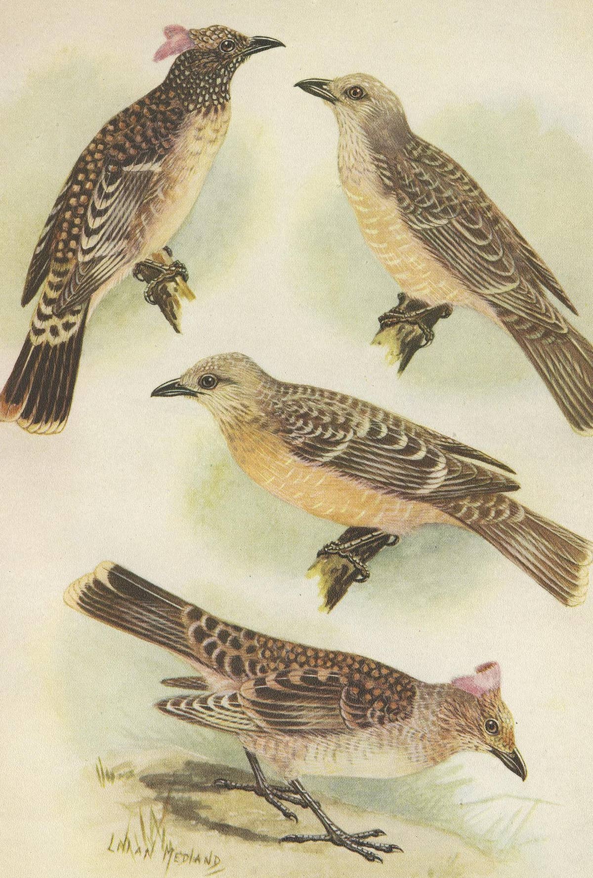 Antique Print of the Spotted Bower Bird and Fawn-Breasted Bower Bird, 1950