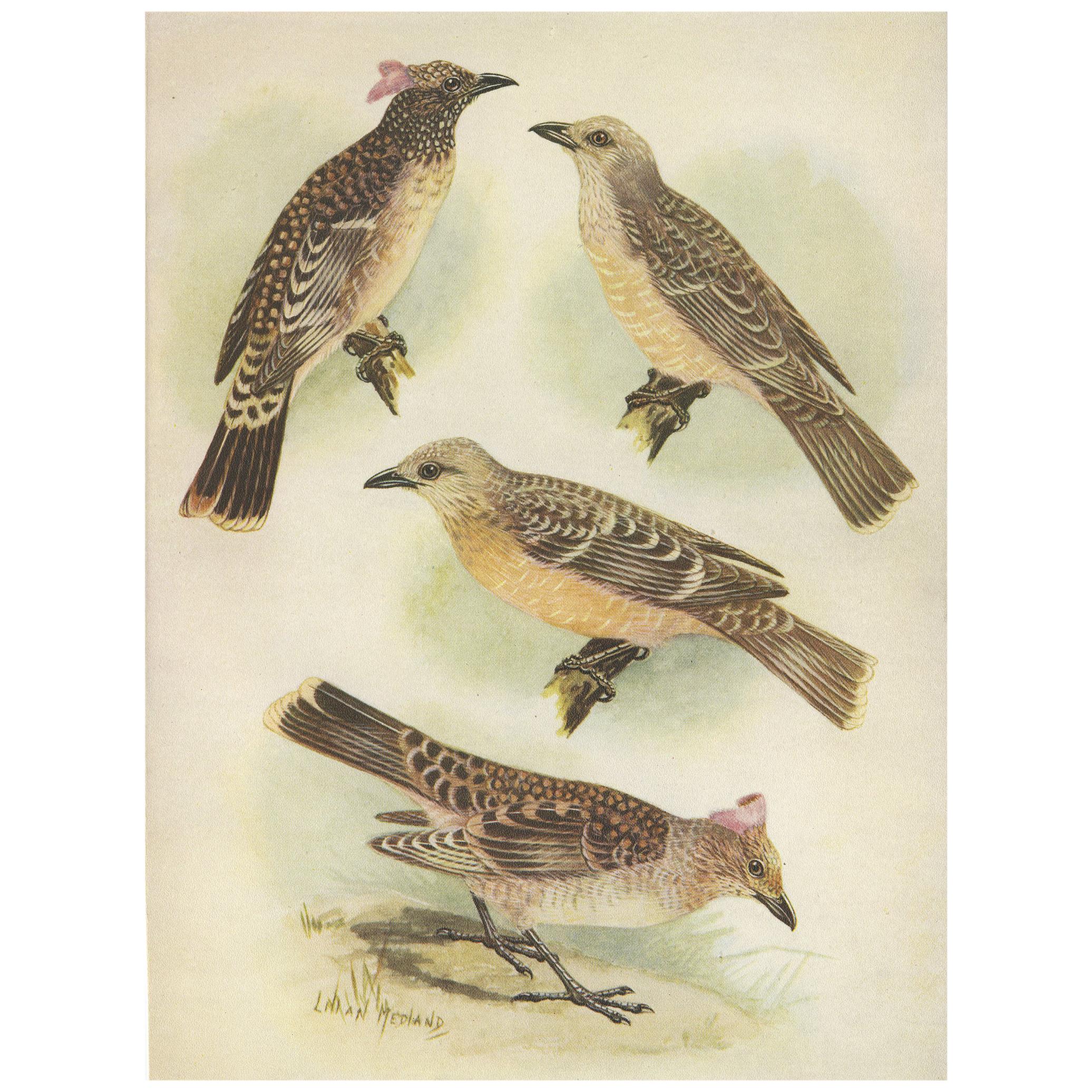 Antique Print of the Spotted Bower Bird and Fawn-Breasted Bower Bird, 1950 For Sale