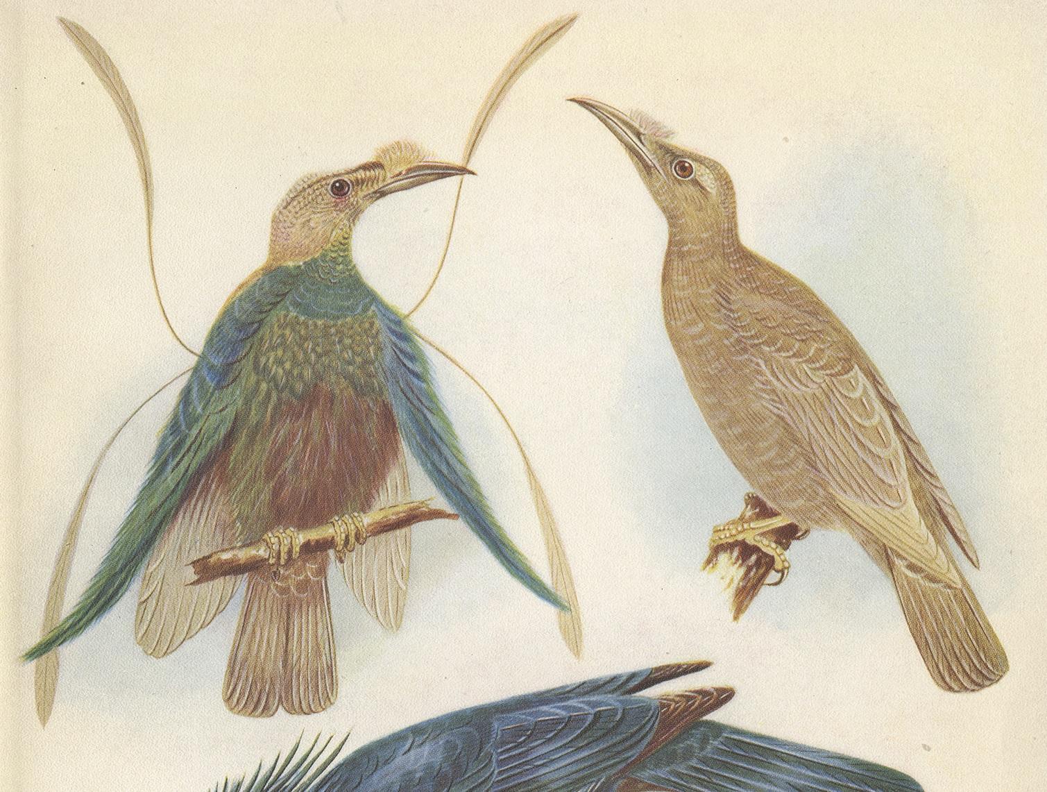 Decorative print illustrating the standard-wing and the trumpet bird. This authentic print originates from 'Birds of Paradise and Bower Birds' by Tom Iredale. With colored illustrations of Every Species by Lilian Medland. Published in 1950.