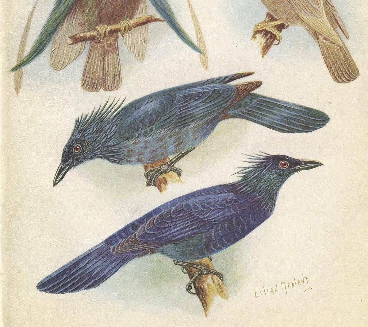 Antique Print of the Standard-Wing and the Trumpet Bird '1950'
