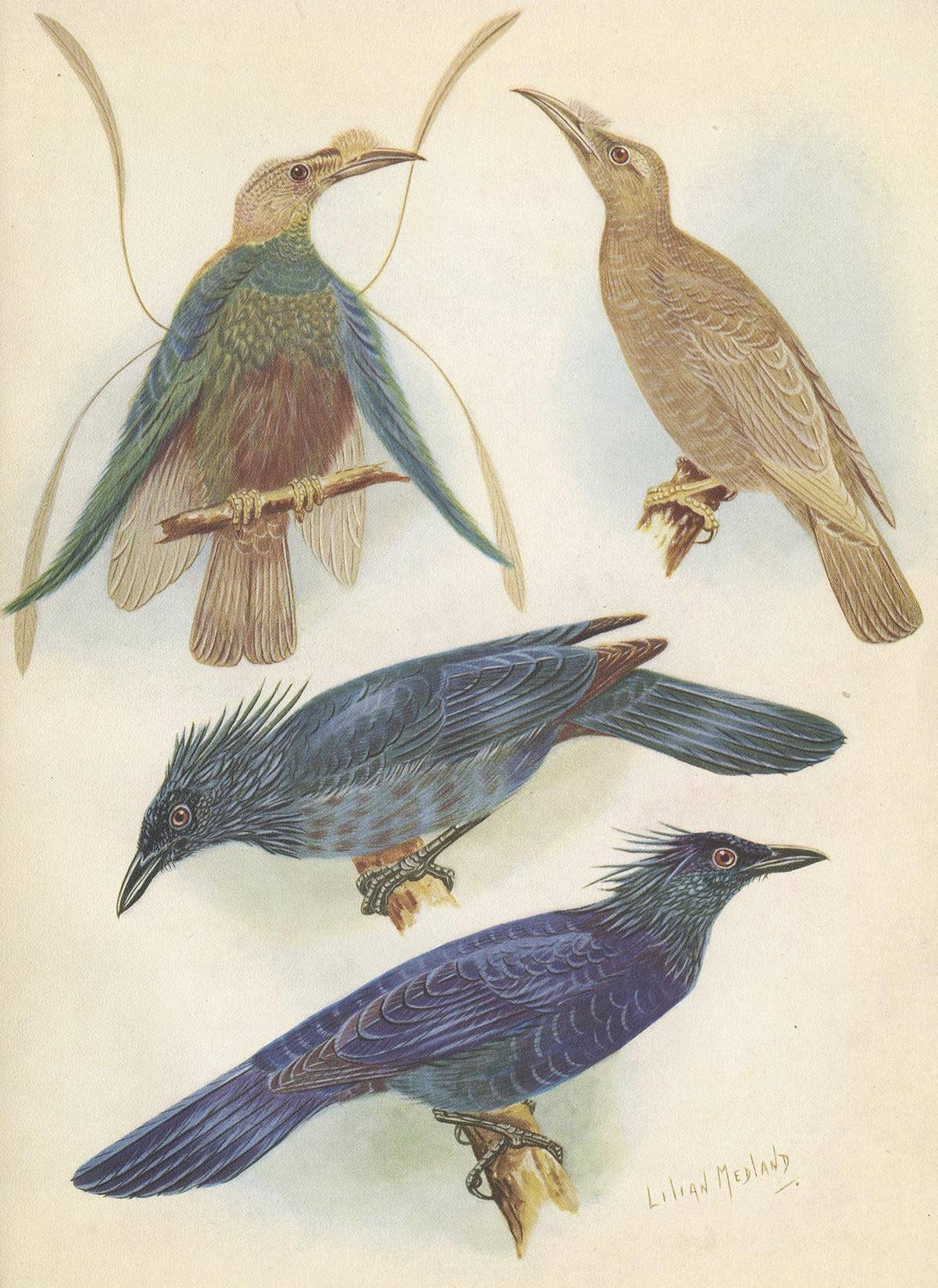 Antique Print of the Standard-Wing and the Trumpet Bird '1950'