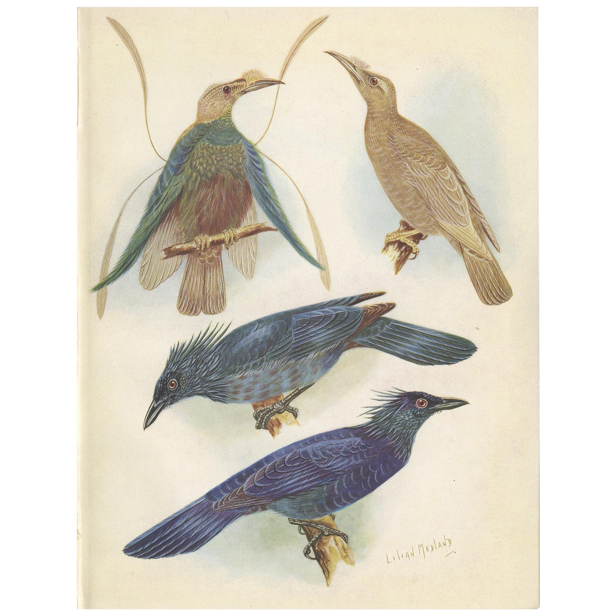 Antique Print of the Standard-Wing and the Trumpet Bird '1950'