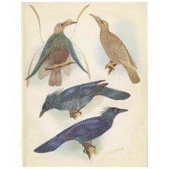 Antique Print of the Standard-Wing and the Trumpet Bird '1950'