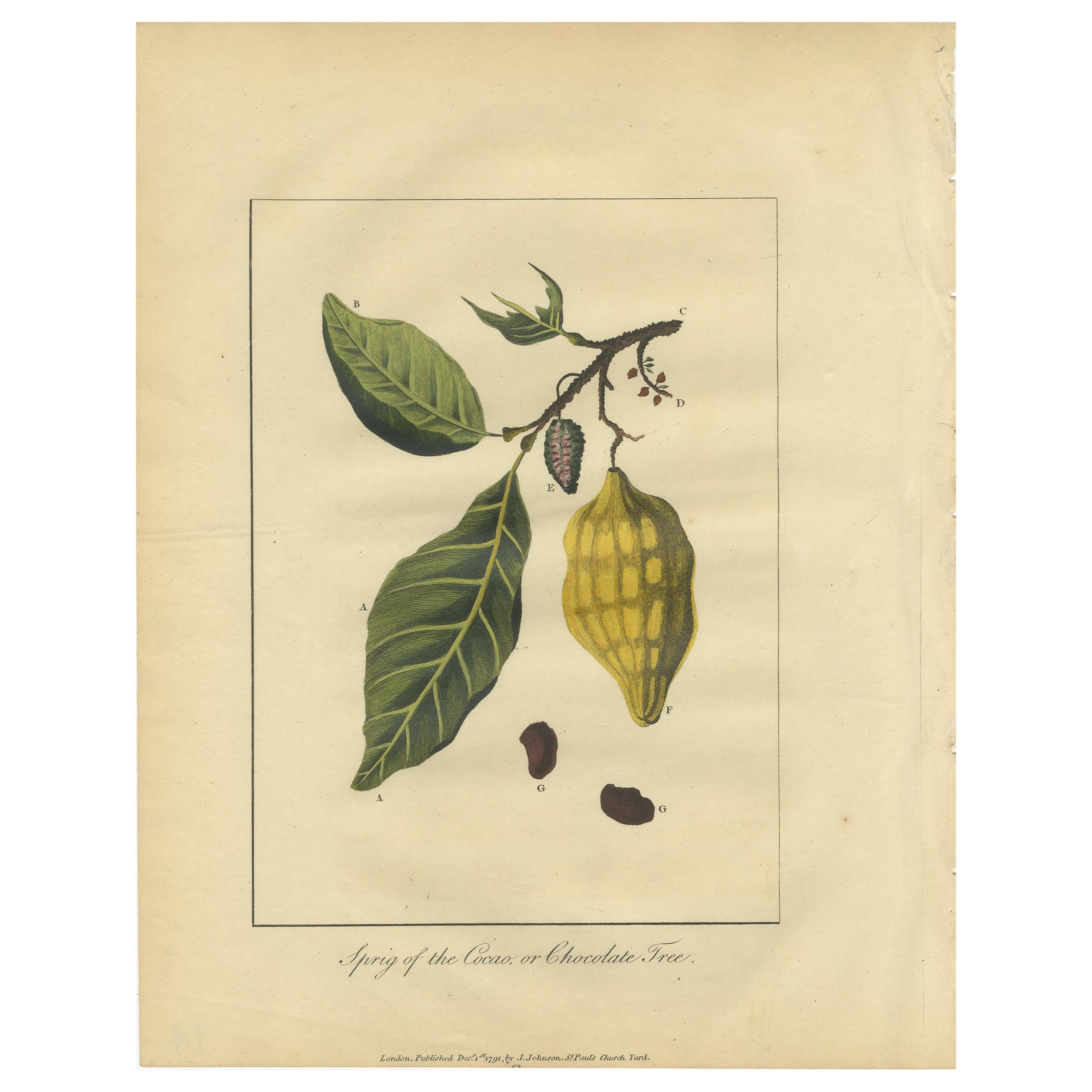 Antique Print of the Theobroma Cacao Tree by Stedman, 1813