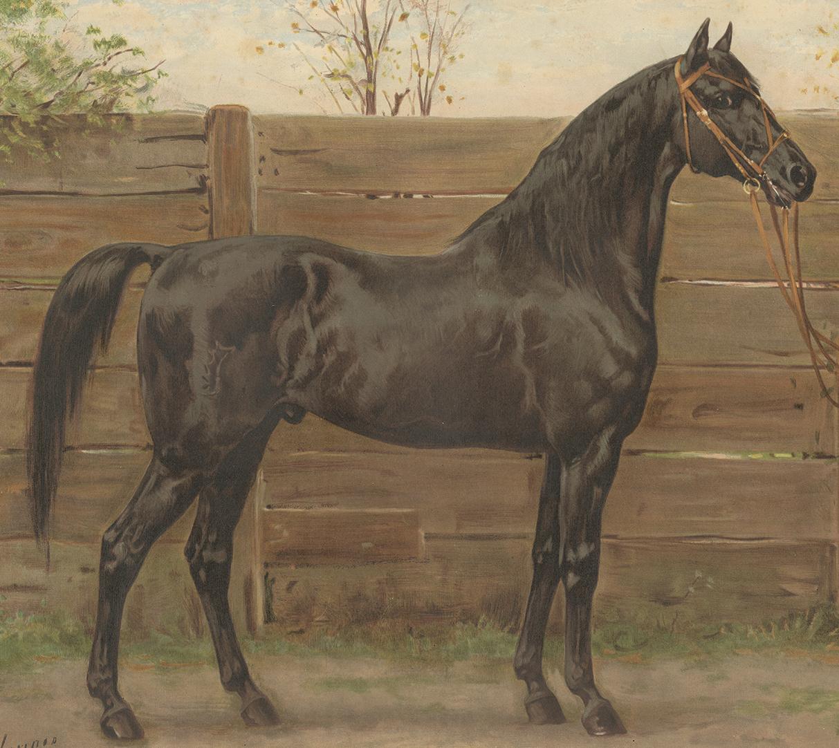 The lithograph print of a Trakehner Horse from the Dutch edition of 