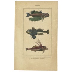 Impression ancienne des écailles de mer et autres espèces de poissons, 1844