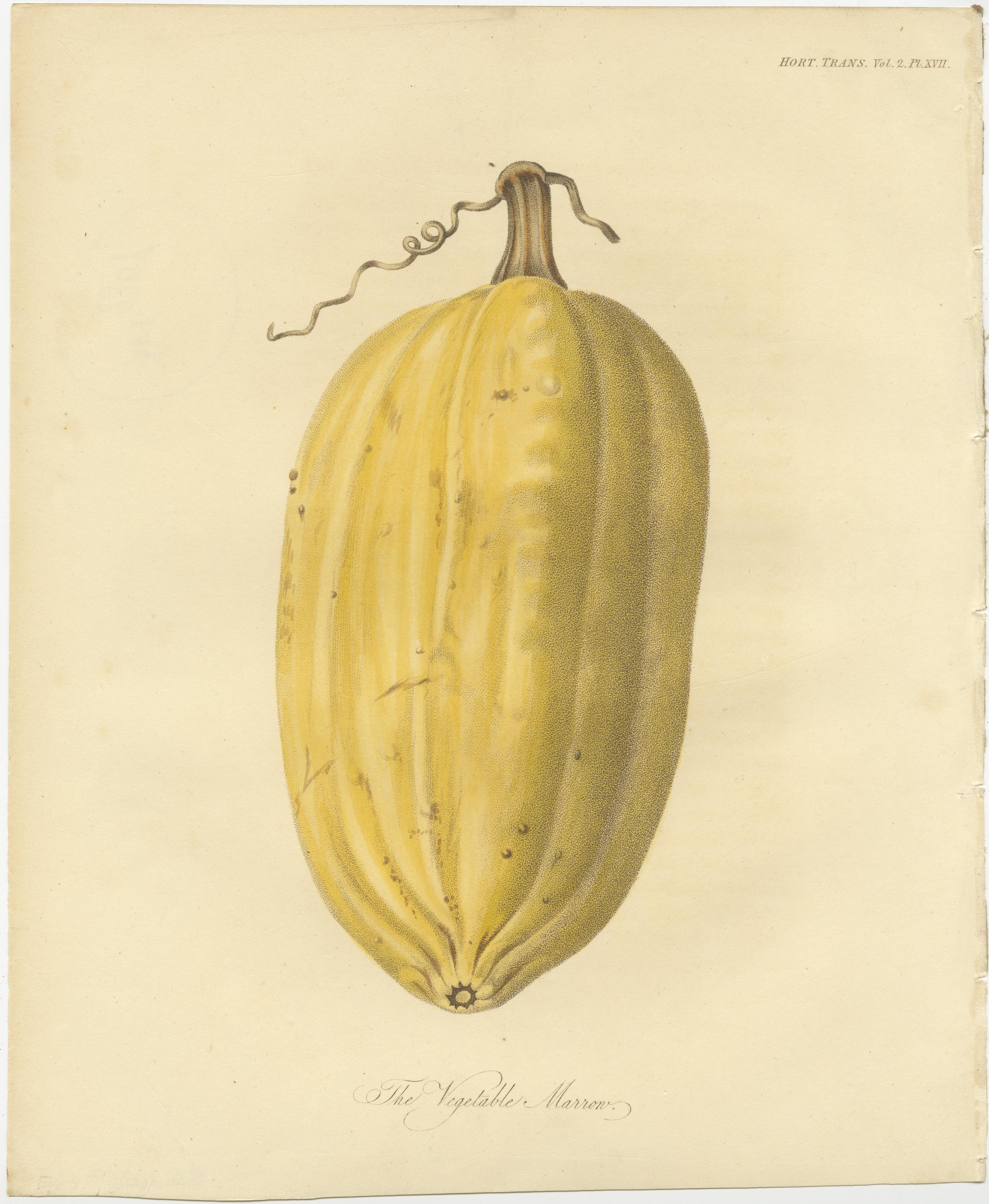 Antique print titled 'The Vegetable Marrow'. This print originates from 'Transactions of the Horticultural Society of London' published circa 1835.

In Transactions of the Horticultural Society of London we find some of the most beautifully
