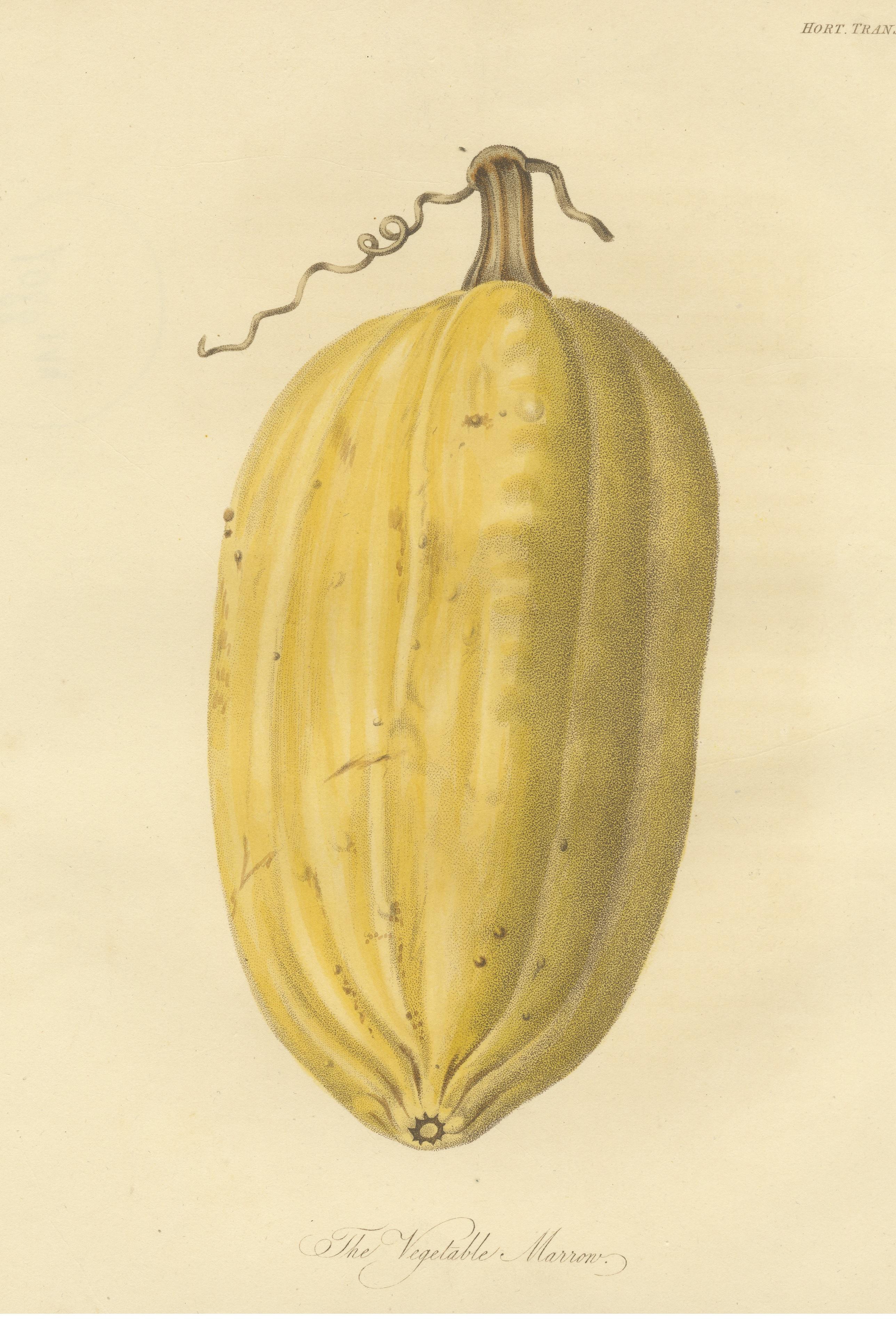 Antique Print of the Vegetable Marrow In Good Condition For Sale In Langweer, NL