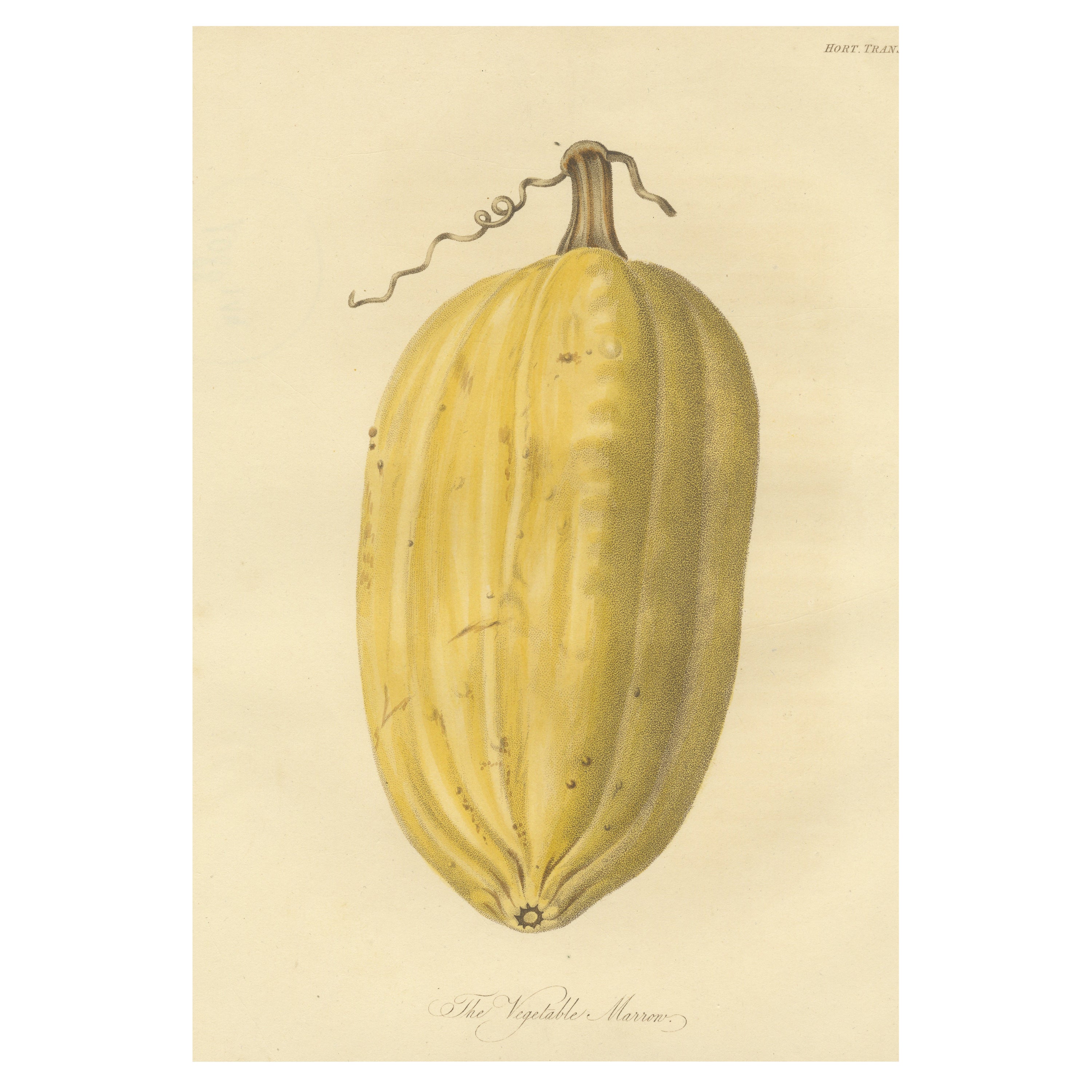 Antiquités sur la moelle des légumes