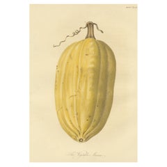 Antiquités sur la moelle des légumes