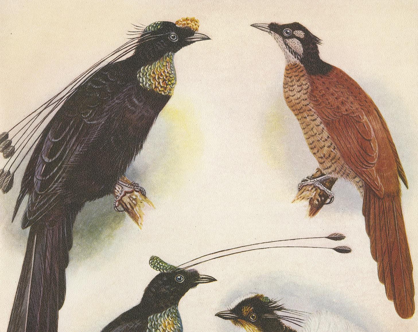 Decorative print illustrating the Wahnes' Six-Plumed Bird of Paradise, Duivenbode's Bird of Paradise and the Carol Six-Plumed Bird of Paradise. This authentic print originates from 'Birds of Paradise and Bower Birds' by Tom Iredale. With colored