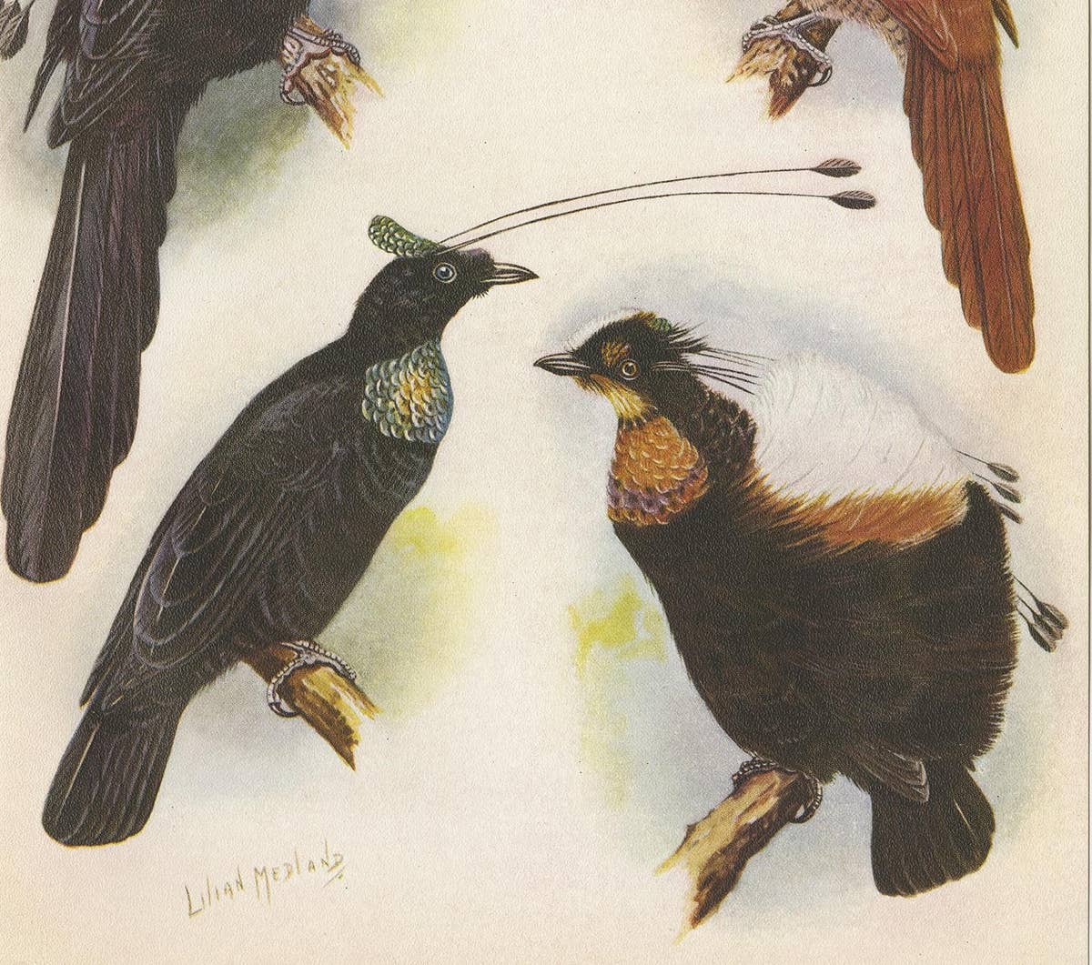 Antique Print of the Wahnes' Six-Plumed Bird of Paradise and Others, 1950