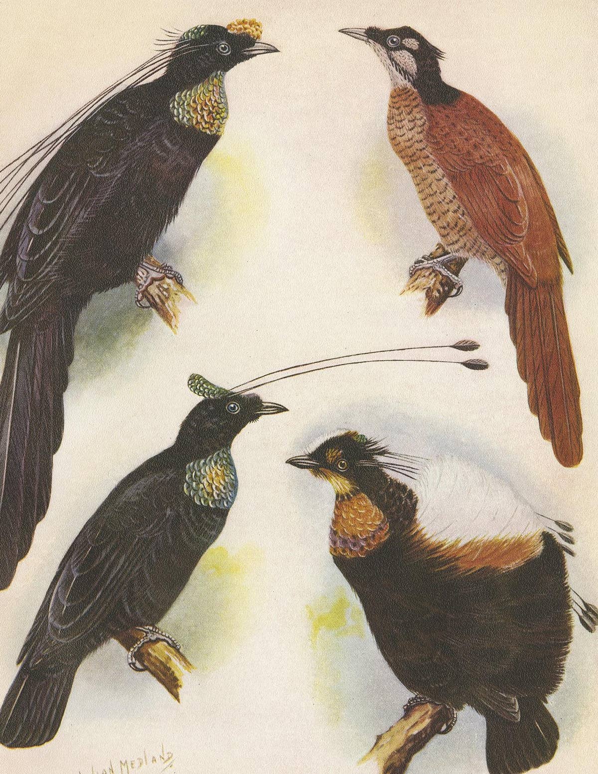 Antique Print of the Wahnes' Six-Plumed Bird of Paradise and Others, 1950