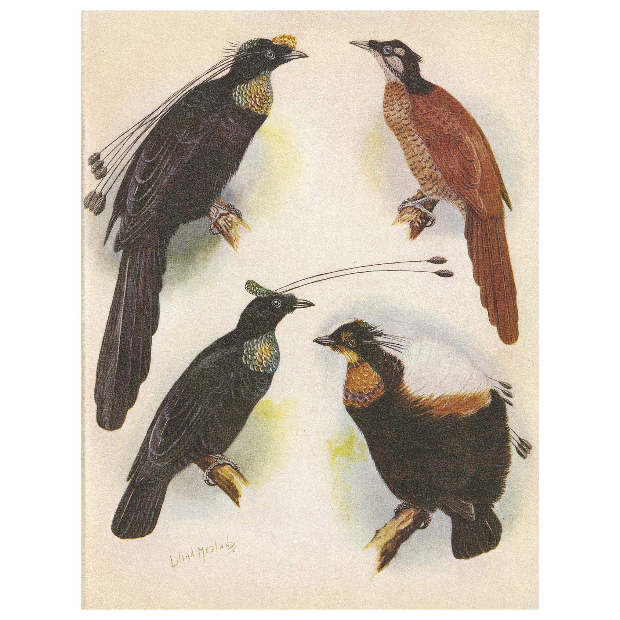 Antique Print of the Wahnes' Six-Plumed Bird of Paradise and Others, 1950