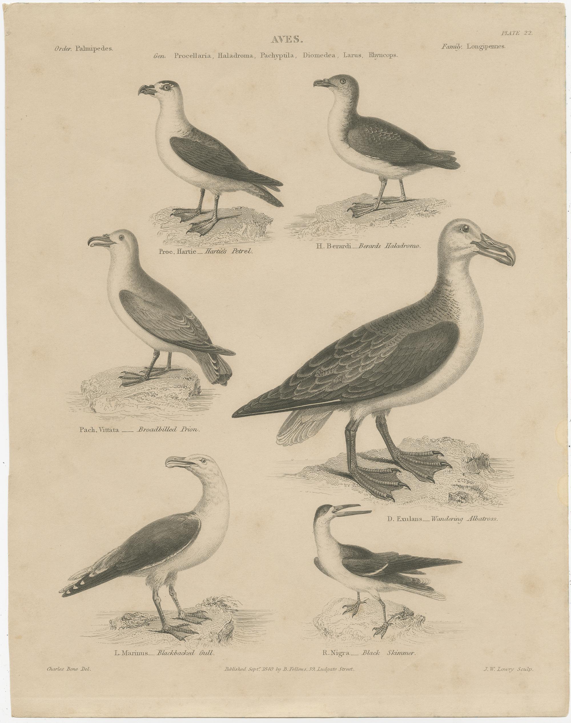 Antique bird print titled 'Aves'. This print shows the Hartie's Petrel, Berards Haladrome, Broadbilled Prion, Wandering Albatross, Blackbacked Gull and Black Skimmer. This print originates from 'Encyclopaedia Metropolitana; or, Universal dictionary