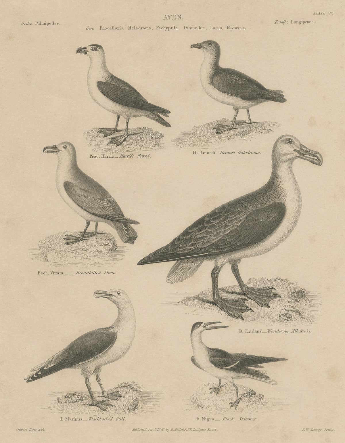 Antique Print of the Wandering Albatross, Blackbacked Gull and other Birds