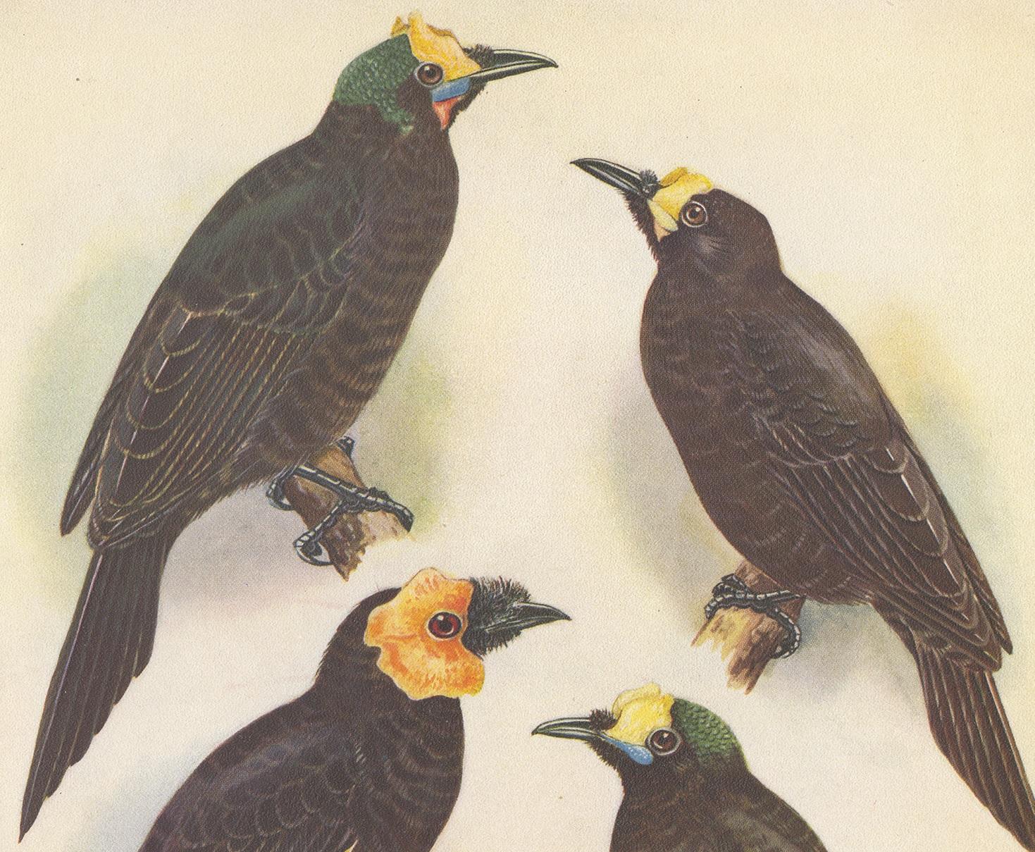 Dekorativer Druck, der den Lappen-Paradiesvogel, den MacGregor-Paradiesvogel und den Kurzschwanz-Lappen-Paradiesvogel illustriert. Dieser authentische Druck stammt aus 